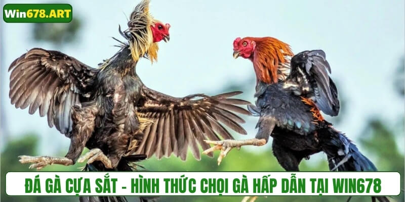Đá gà cựa sắt - Hình thức chọi gà hấp dẫn tại WIN678