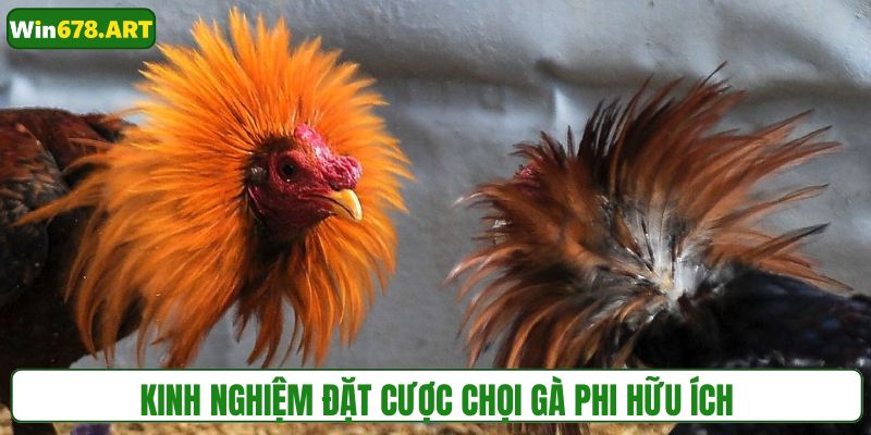Chia sẻ kinh nghiệm đặt cược chọi gà cho người mới